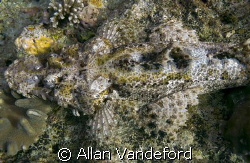 Carpet or Crocodile Flathead?  You be the judge.  Image t... by Allan Vandeford 
